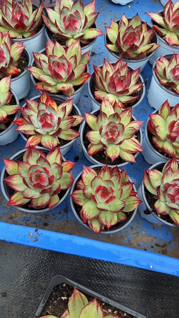 西****ɞ6颗拉丝惊鸿仙子（展示为喷水效果配货参考）