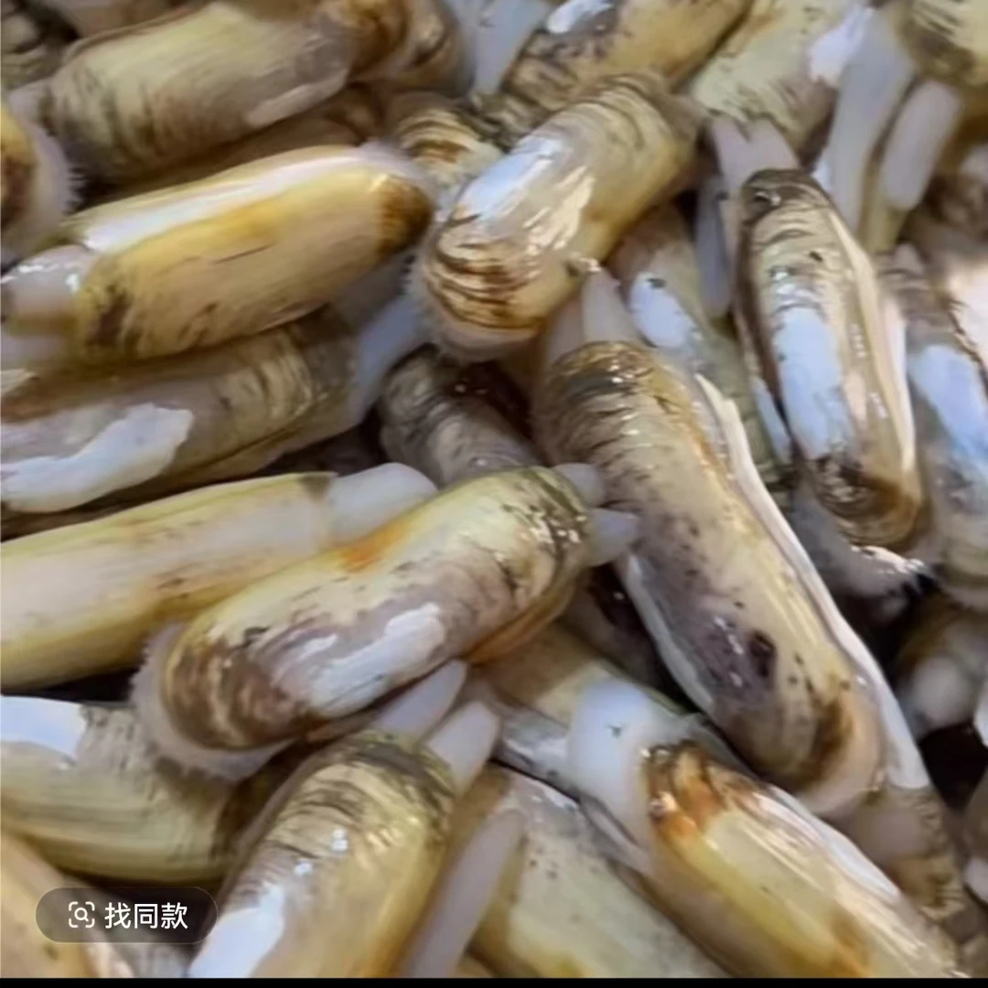 鲜活蛏子  （250g）