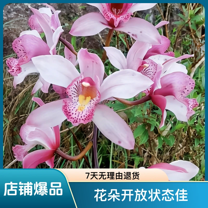 越南精品兰花可以直接石斛兰桃金娘文昌竹秋石斛正品花卉绿植