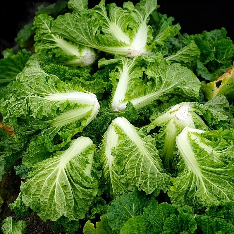 麻叶白菜新鲜蔬菜贵州开阳种植火锅白菜产地直发生鲜贵州青菜