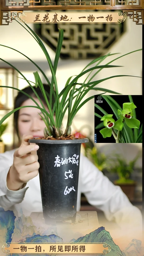 全部花苞春剑大富贵苗5花苞
