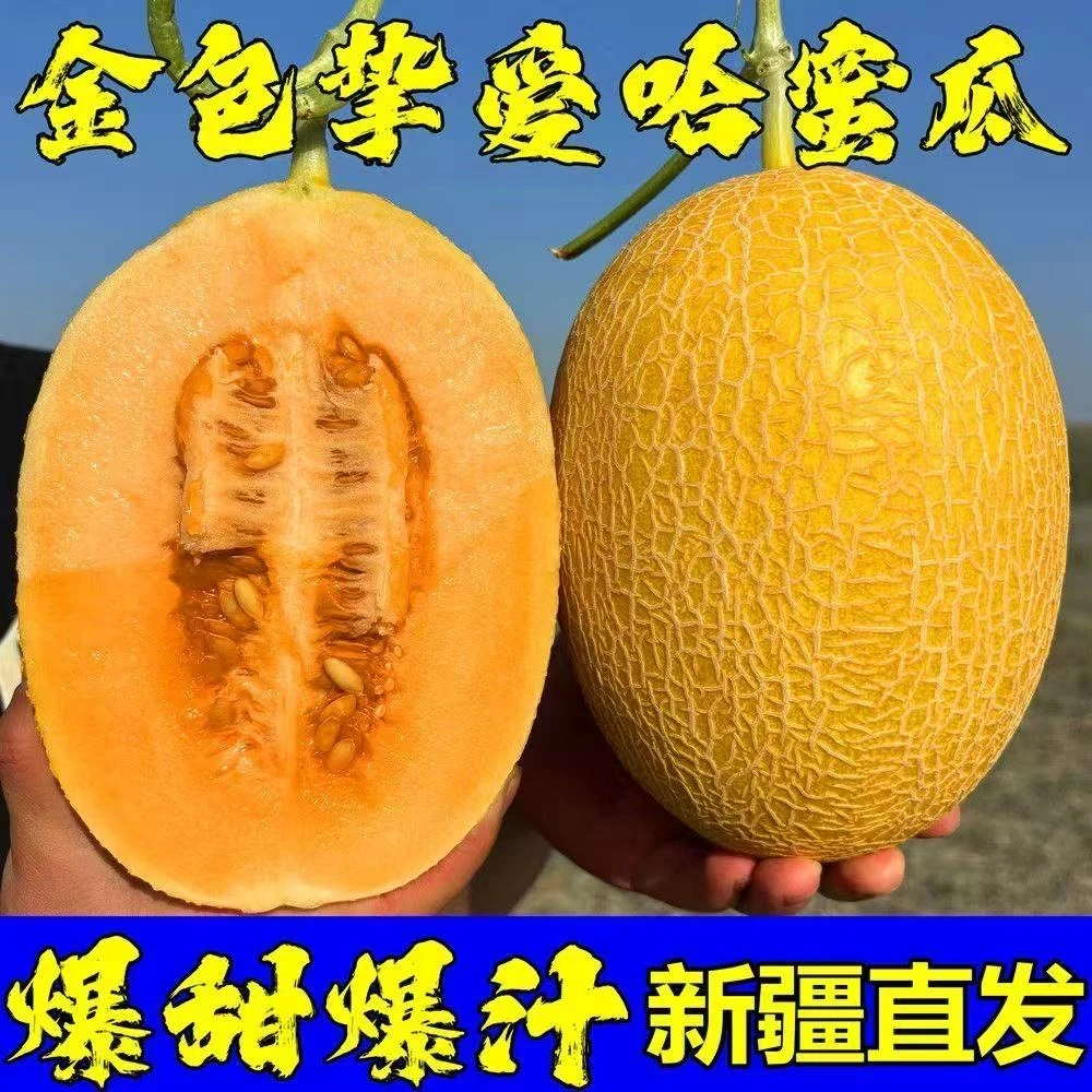 【新疆直发】吐鲁番黄金哈蜜瓜金色年华新鲜水果脆甜多汁