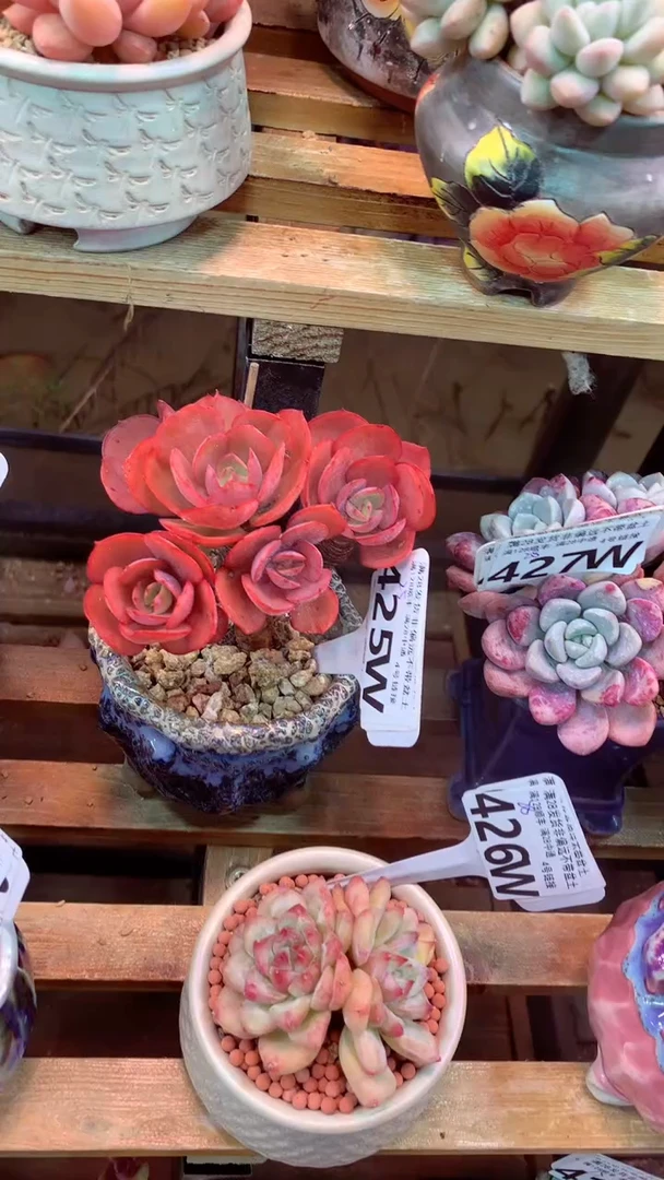 花****愛425W（一物一拍实付满28发货，默认不带盆土）