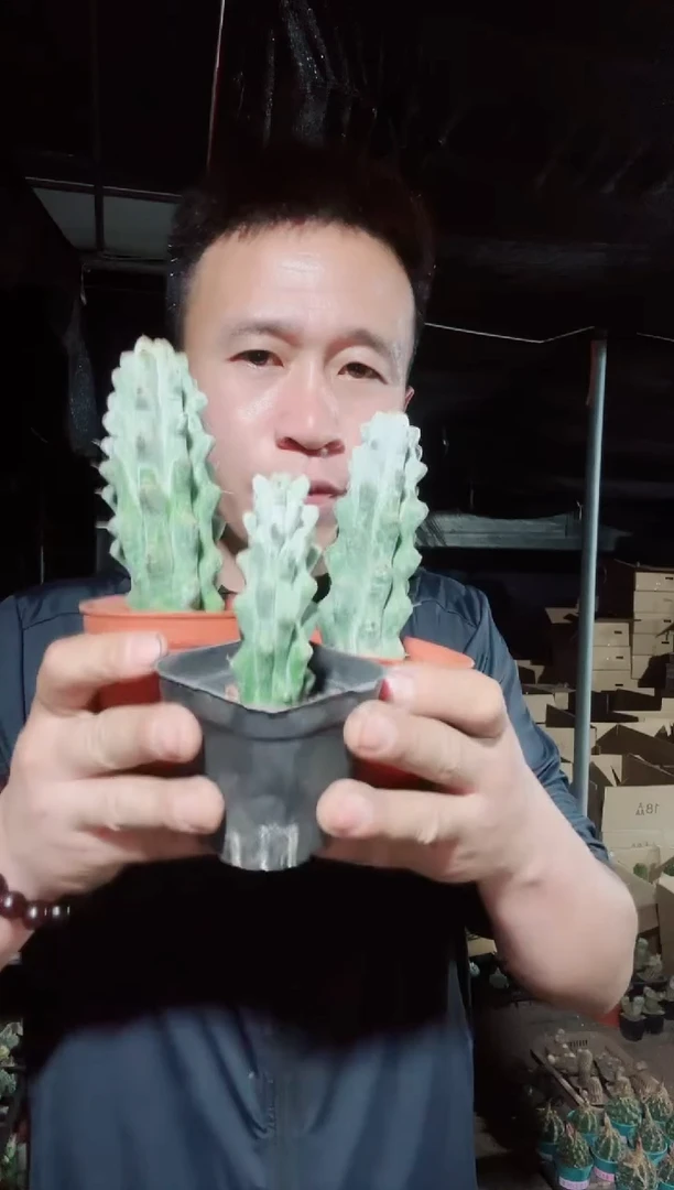 雷斧阁三颗=========