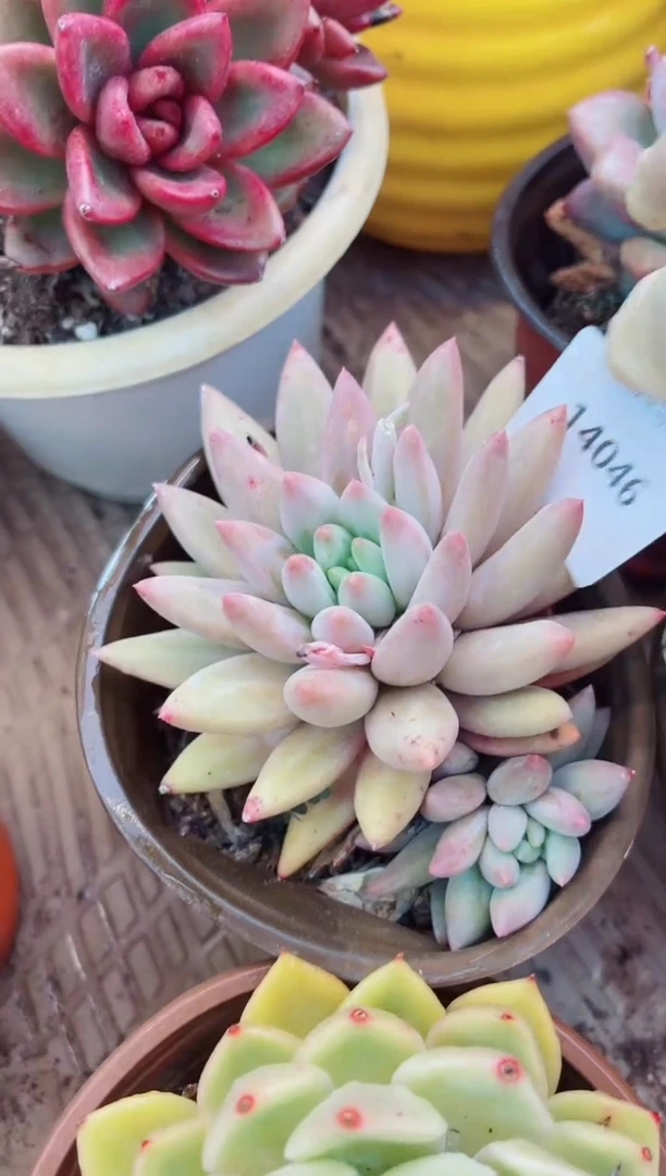 1446多肉植物一物一拍