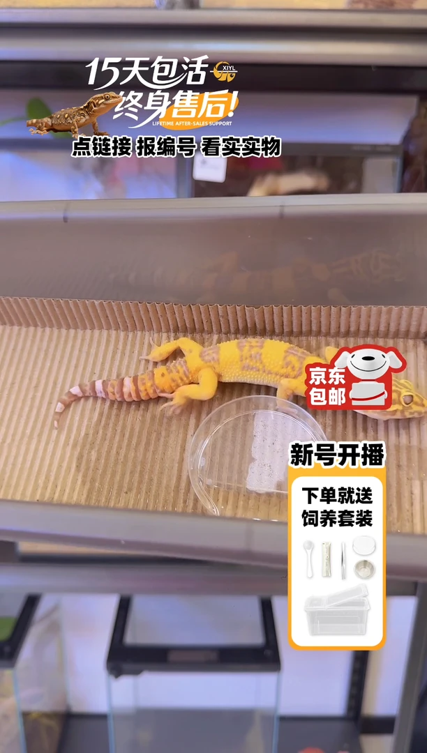 豹纹守宫A60川普白化