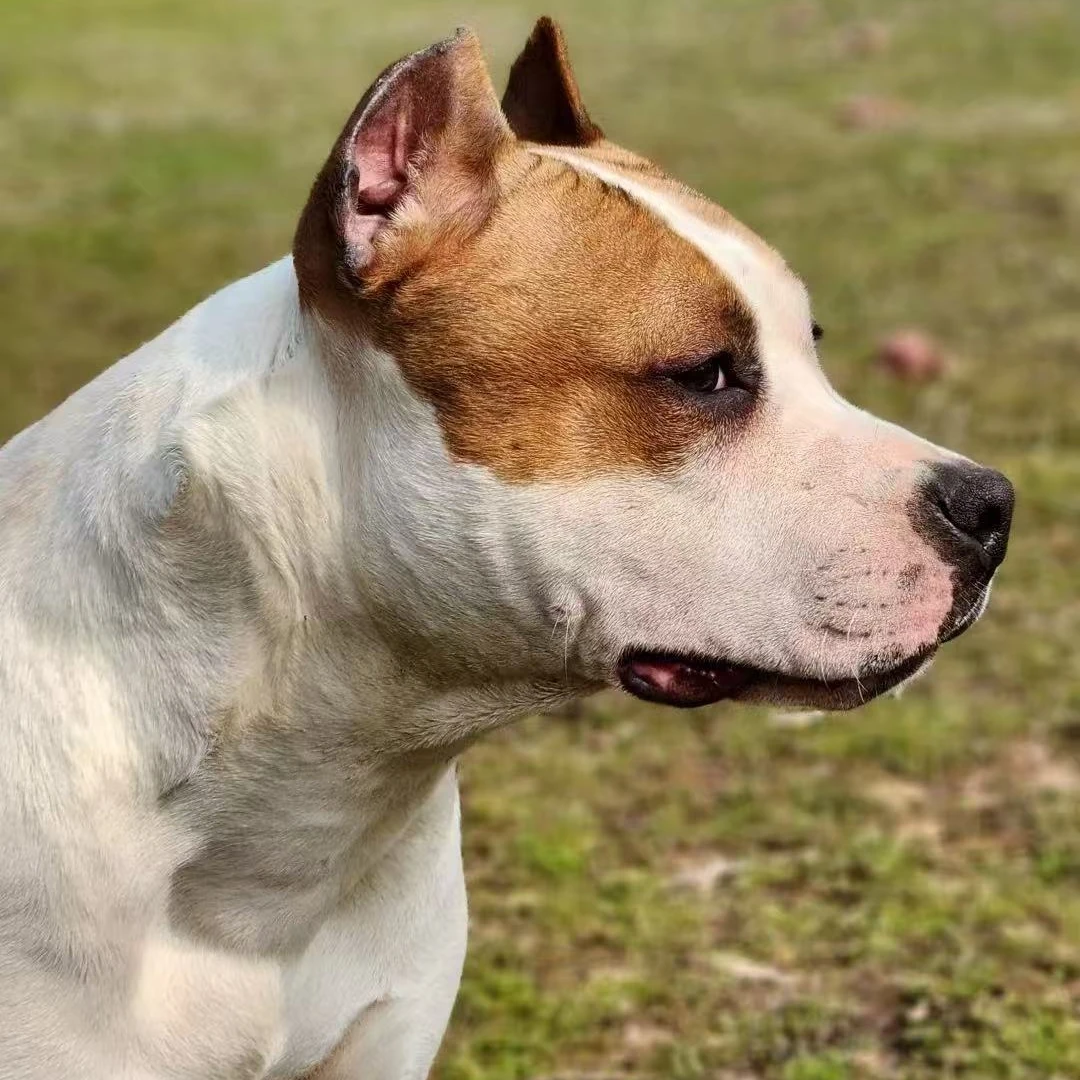 千户犬舍斯塔福幼犬1(狗狗活体）