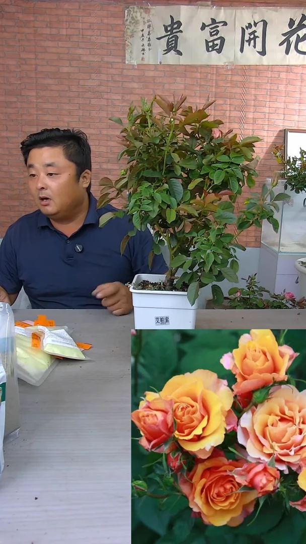 当前无花朵，栽培后可花朵艾帕索
