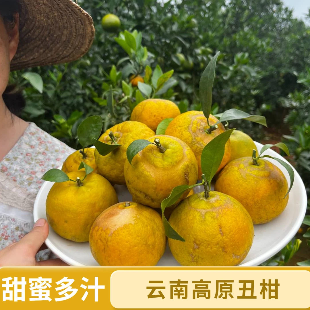 云南高原丑柑酸甜多汁花皮果现摘发货当季新鲜柑橘