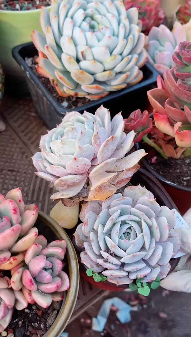 【闪购商品】12109