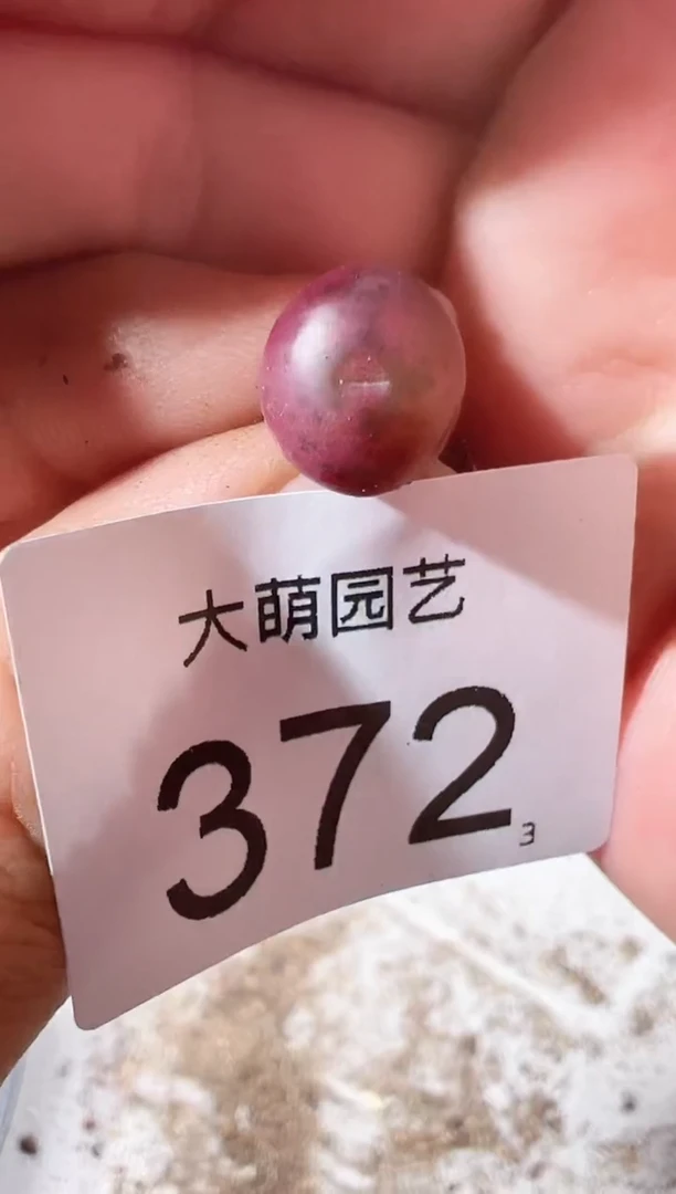 【闪购商品】++++372