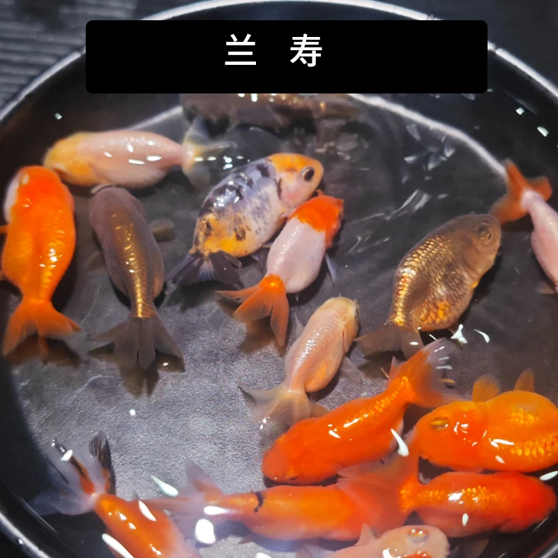 冷水金鱼兰寿观赏鱼兰寿冷水鱼好养