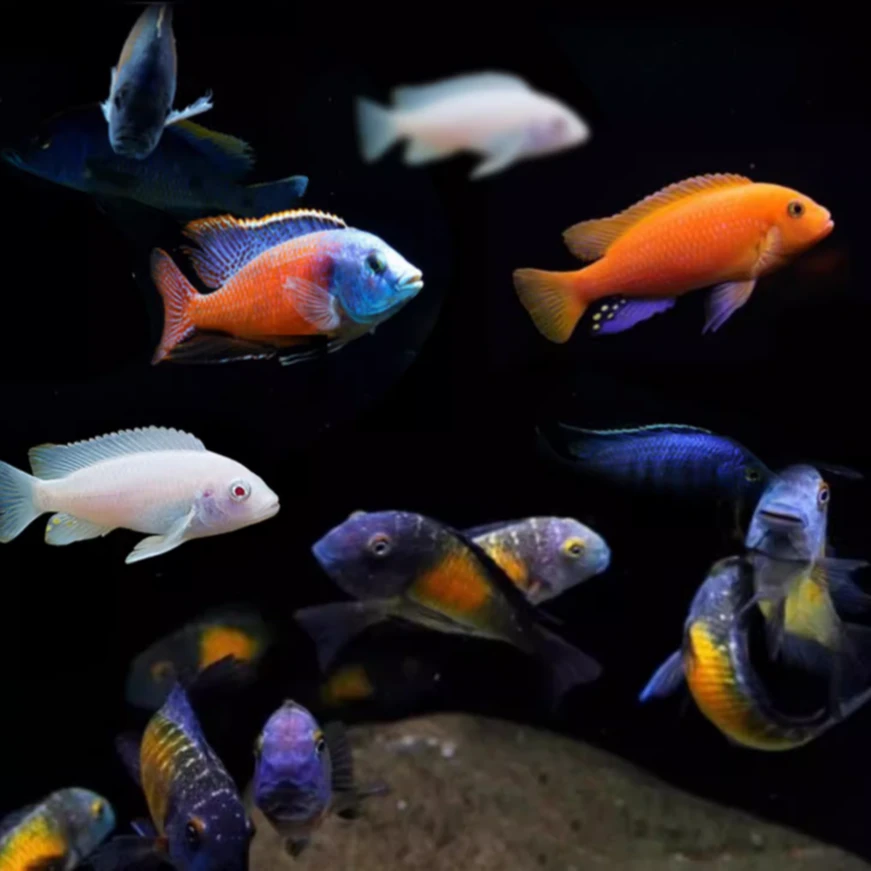 欧若拉黎明斑马 三湖慈鲷