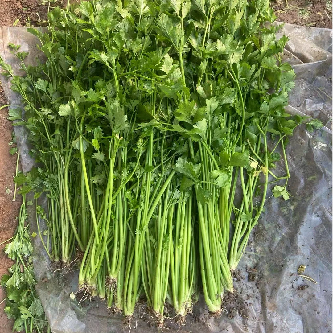 正宗金口芹菜 青岛特产海堤金口玉芽实梗芹菜 现挖新鲜蔬菜金口芹菜