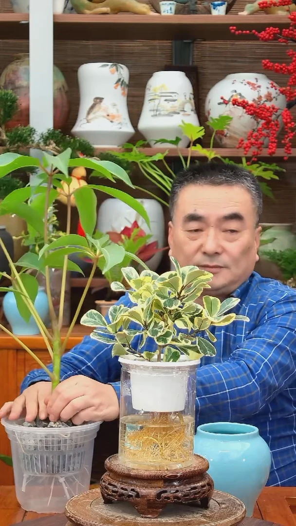 无花朵旺***?水之韵水培奶油爱心榕