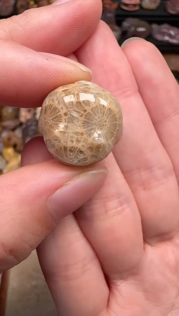颈饰未镶嵌硅化珊瑚（珊瑚玉）305