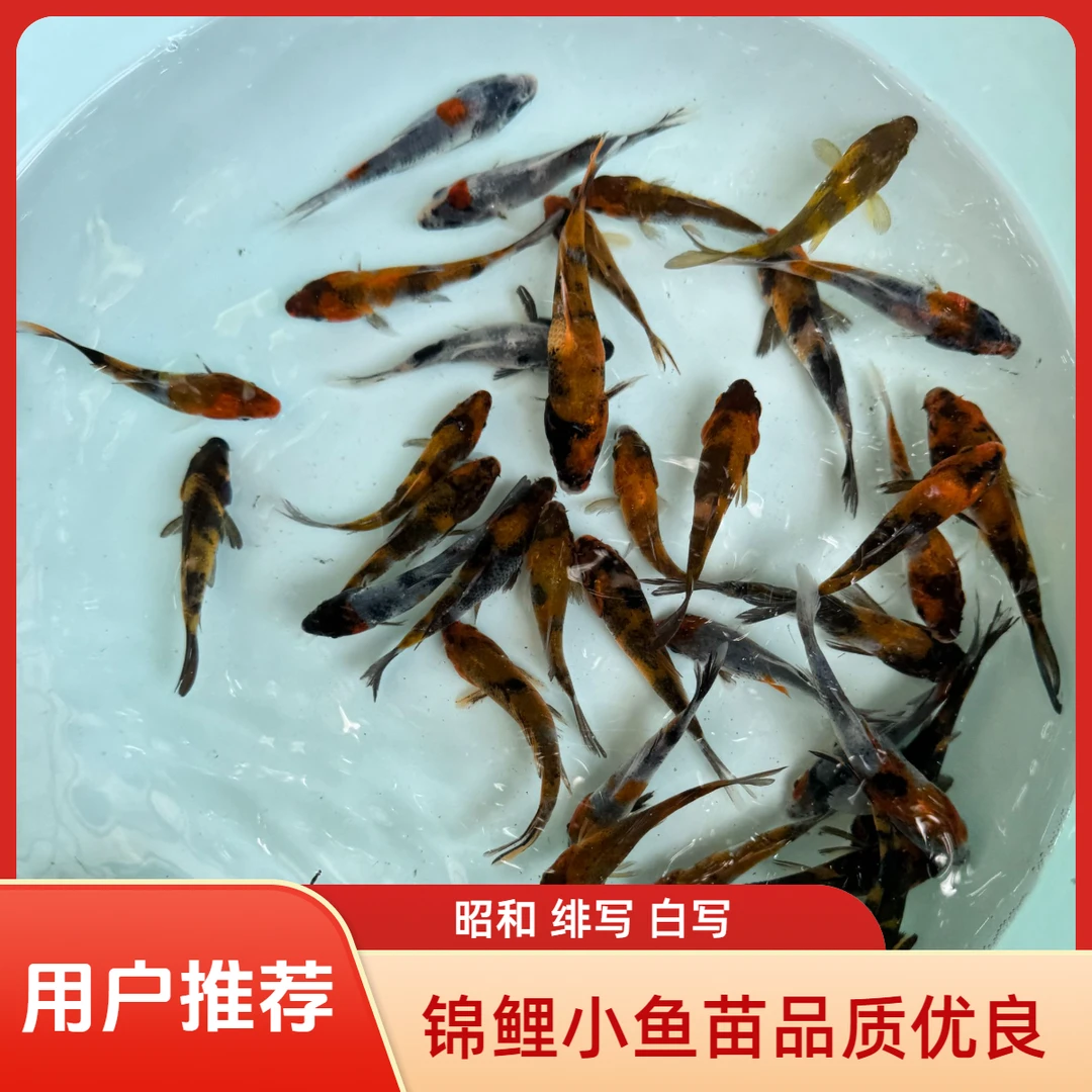 【锦鲤小鱼苗 昭和 绯写 白写·】2号链接  8到15cm