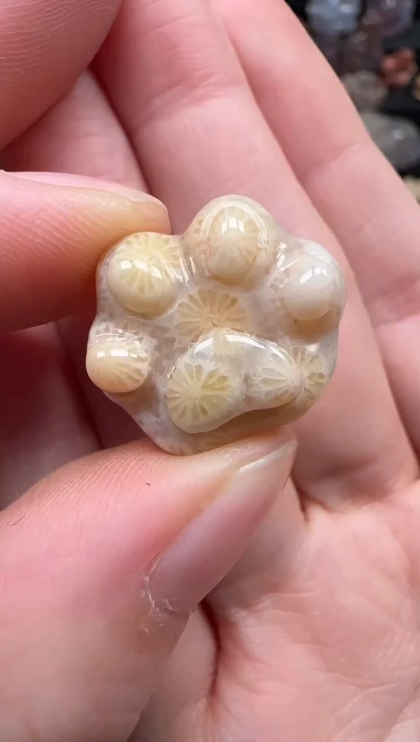 颈饰未镶嵌硅化珊瑚（珊瑚玉）065