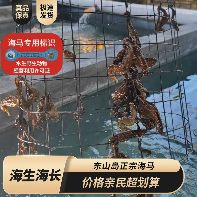 【特价优惠】正品保真可溯源活海马公母搭配泡酒煲汤料