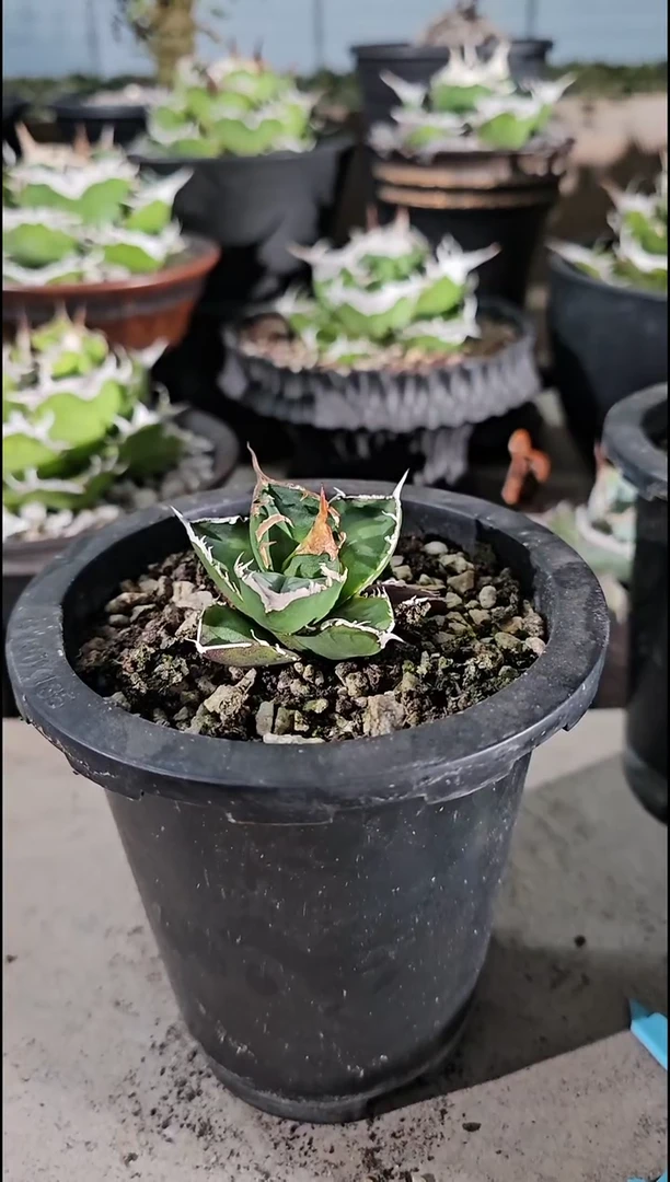 【双十二 特价】绿幽灵 有根苗 (一物一拍 基因保证 非组培)