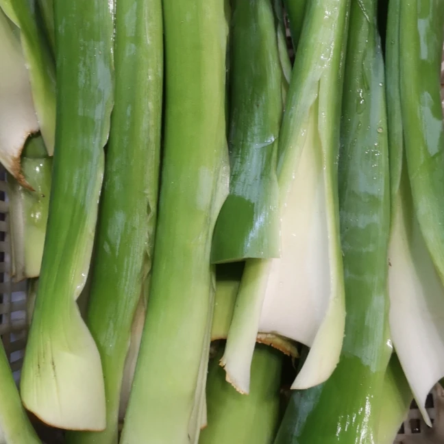 新鲜广菜 白芋荷梗 客家芋荷梗2斤