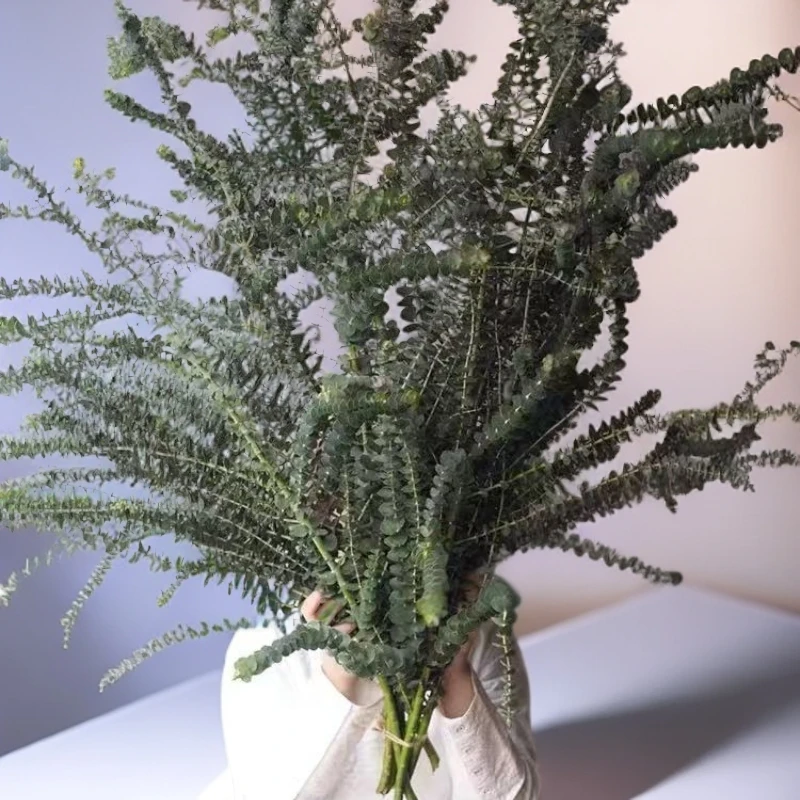 尤加利叶鲜花鲜切花束配叶搭配叶可做干花家用插花云南切花直发