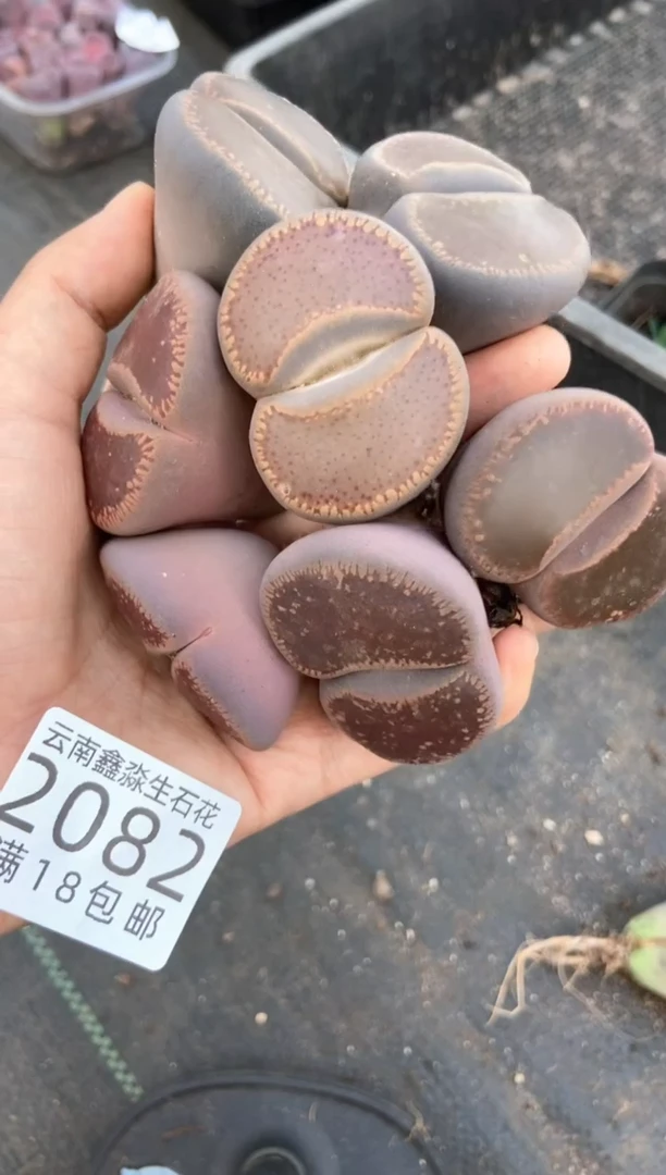 露*2082特价日轮玉单头有疤瑕疵发货7颗量拍
