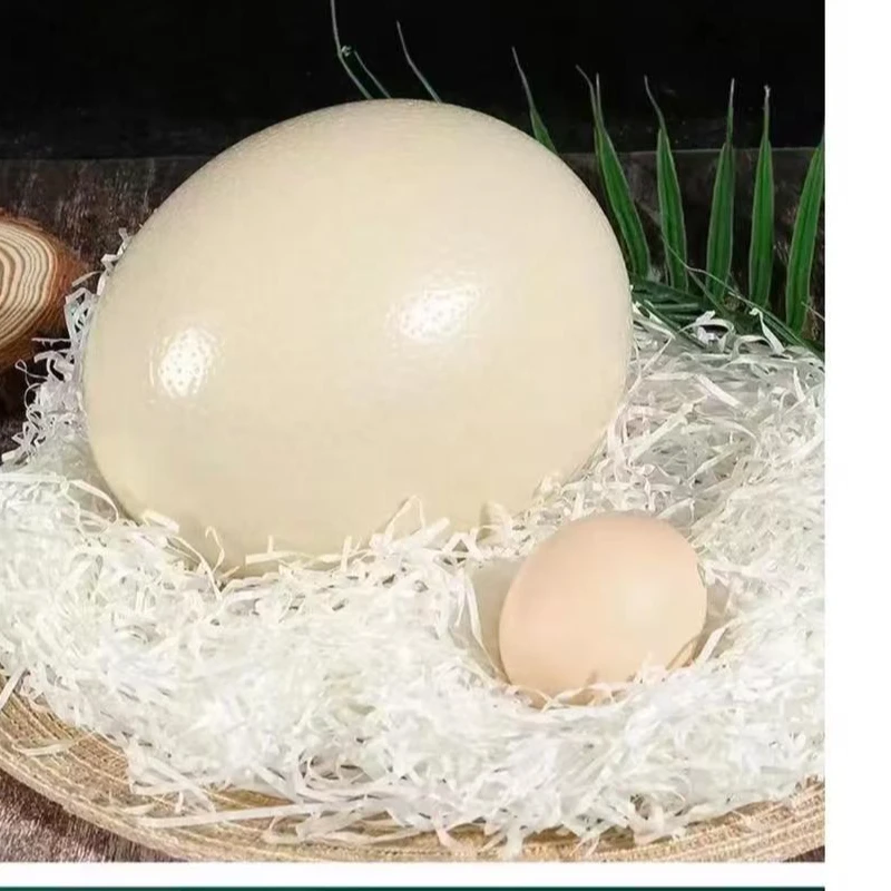 新鲜文鸟种蛋营养健康适合老人小孩顺丰包邮