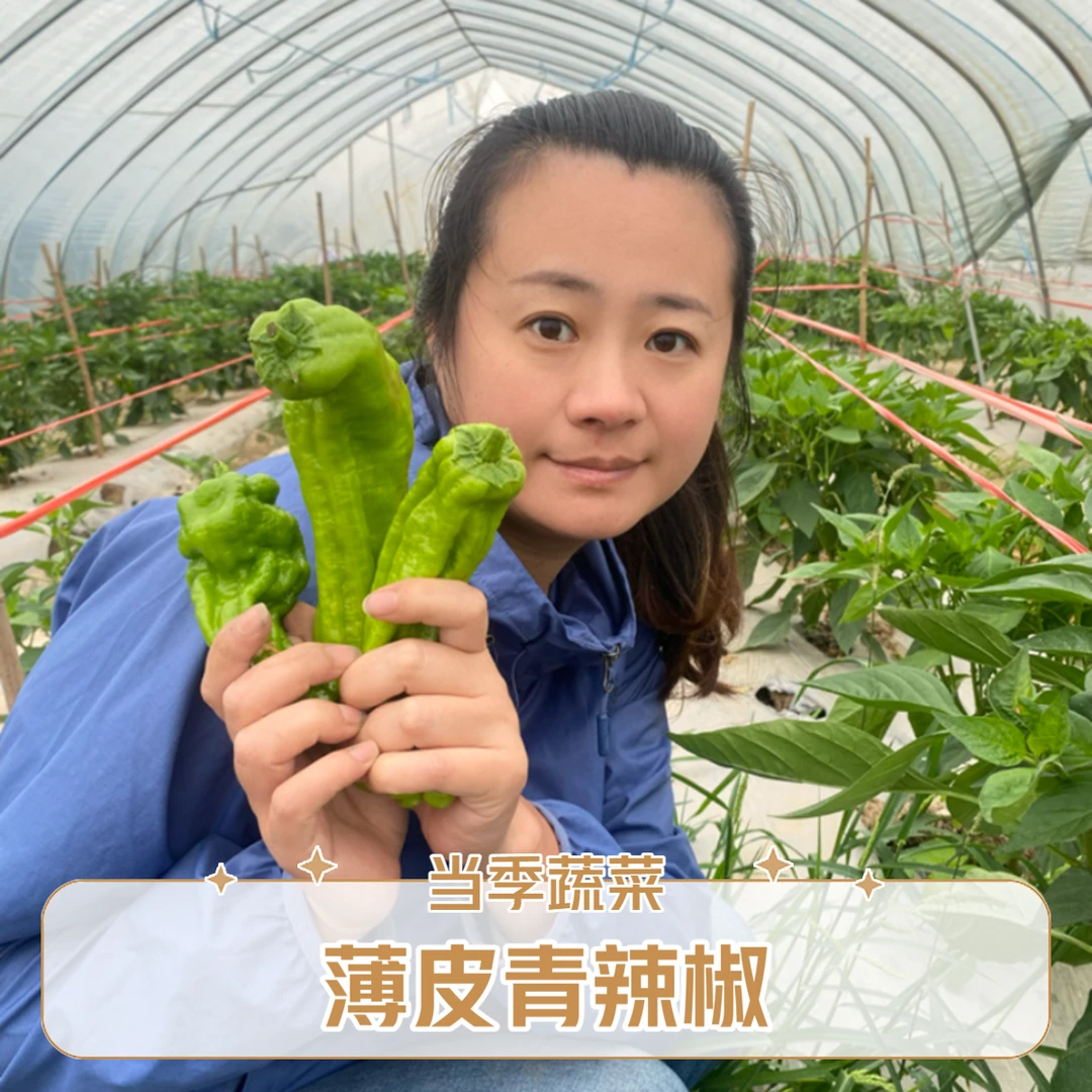 现摘新鲜青辣椒农家自种青椒薄皮椒微辣淮南椒虎皮椒应季新鲜蔬菜
