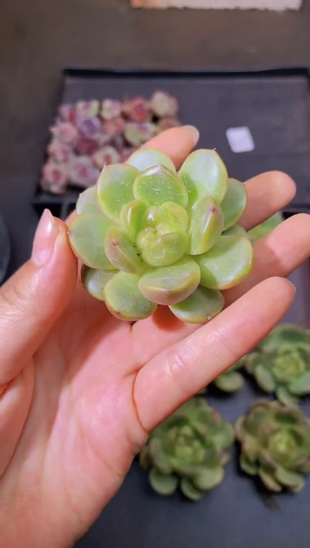 8309皮埃拉珍妮随机发一颗量拍