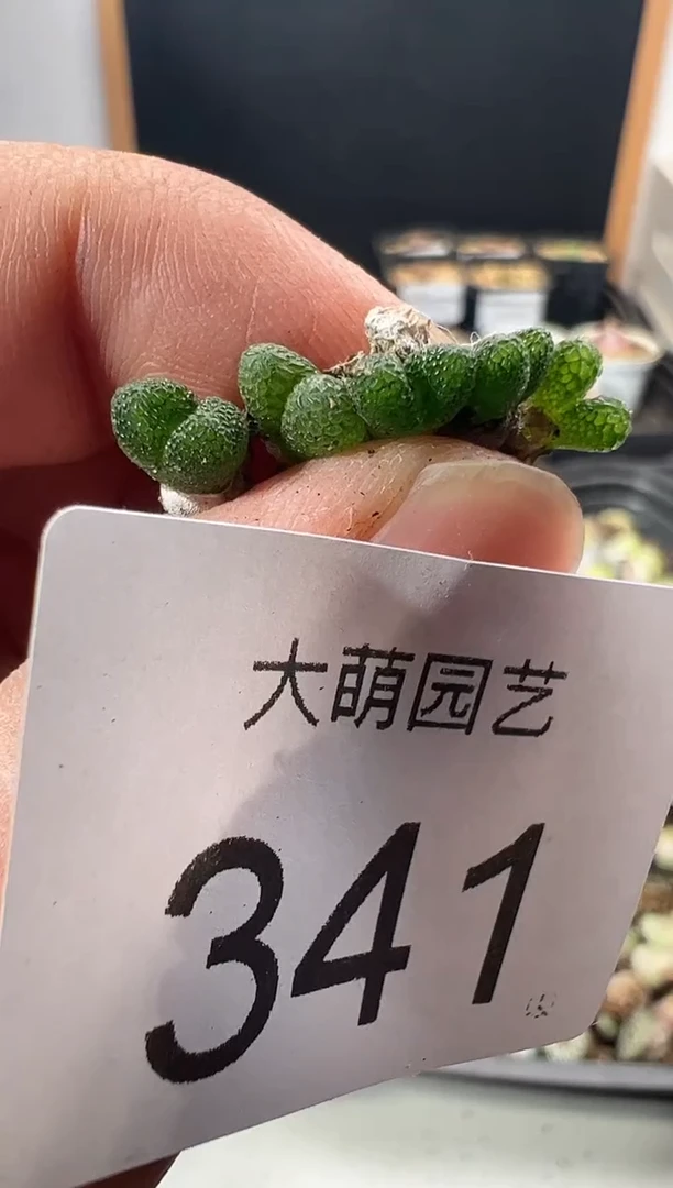 量拍妖奇玉5颗          341