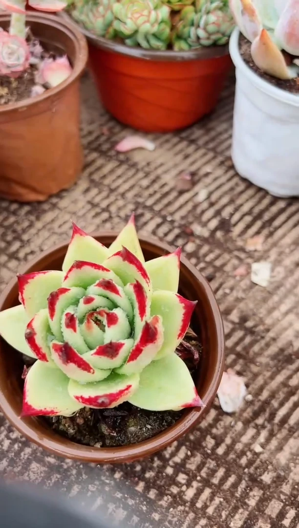 m****o多肉植物一物一拍31053