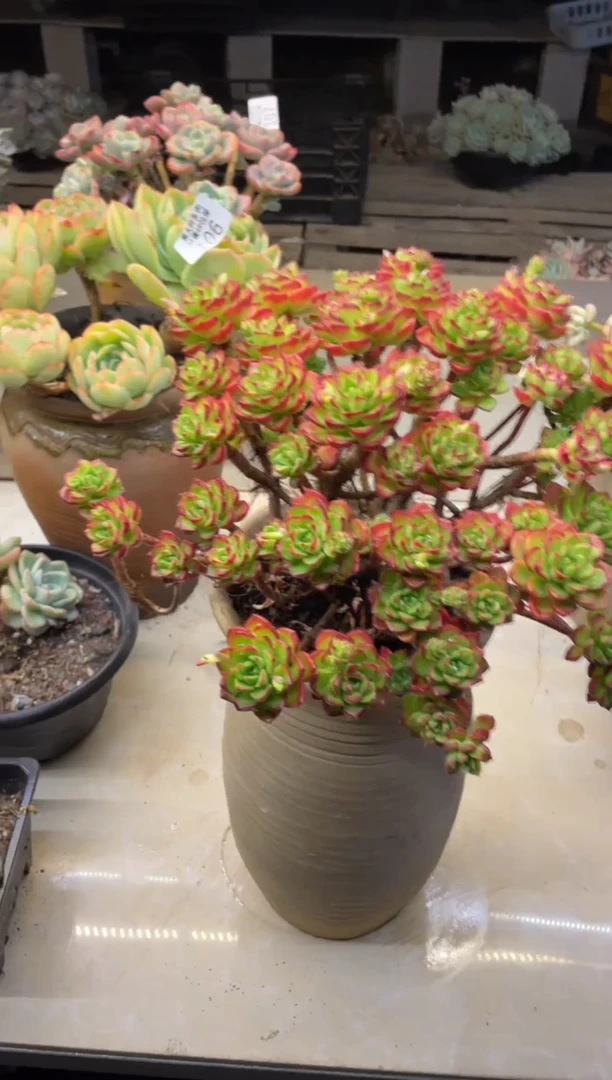 【闪购商品】108火焰蒂亚