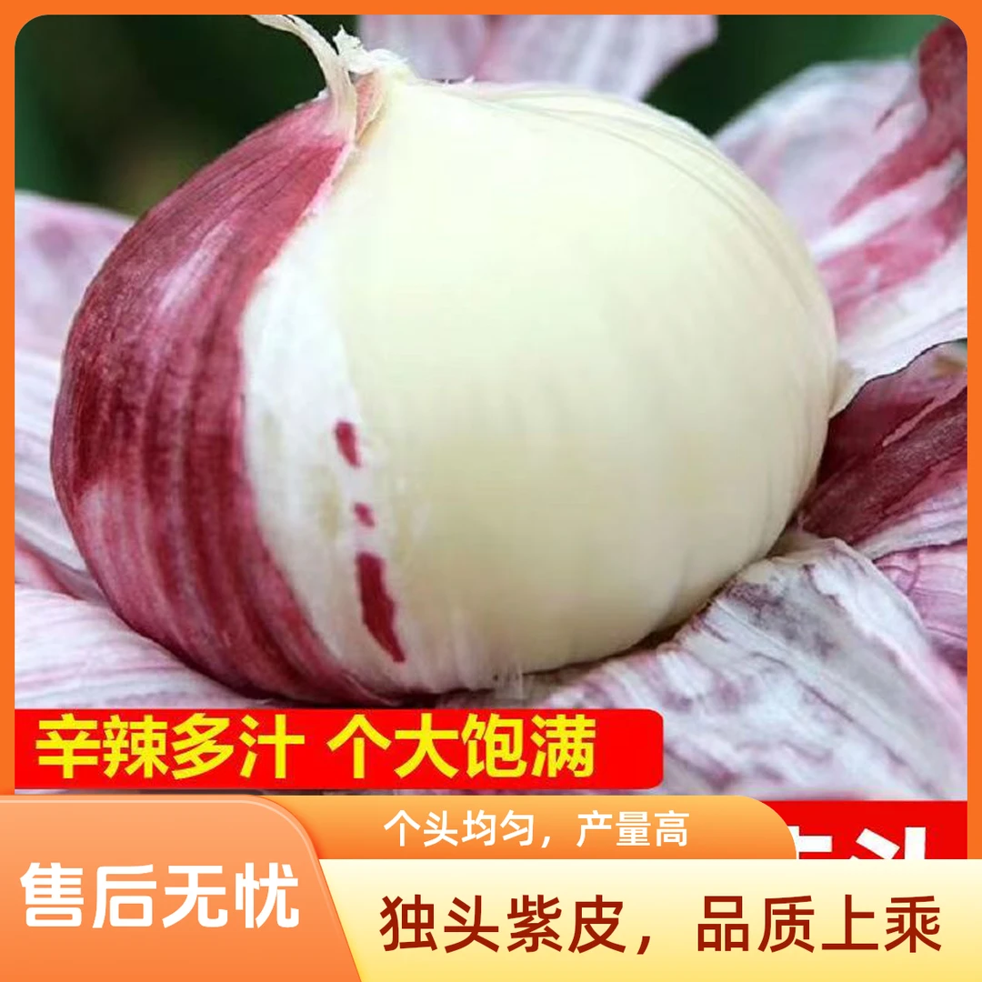 【抢购中】2025年正宗紫皮独头蒜新鲜大蒜头批发现挖独蒜圆头蒜包邮