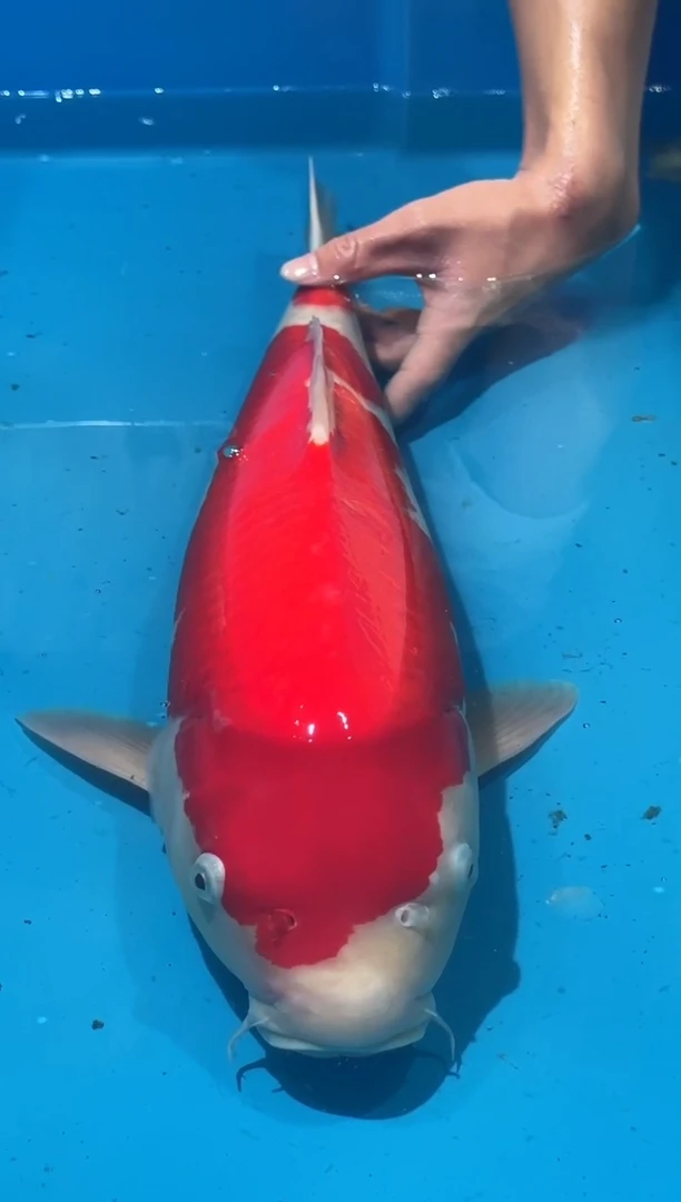 锦鲤佛山金隆锦鲤直播专用闪购链接，不支持7天无理由退货退款