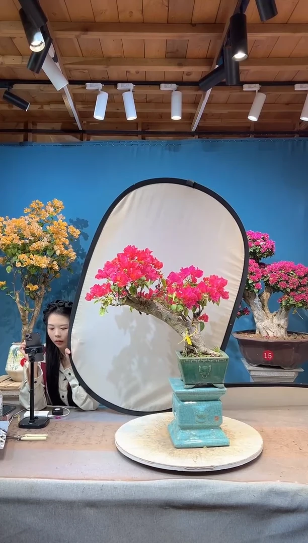 大量花朵（建议范围：8朵-15朵 或40%以上）1***1同安红