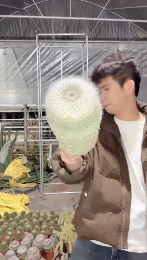 【闪购商品】大单头 玉翁