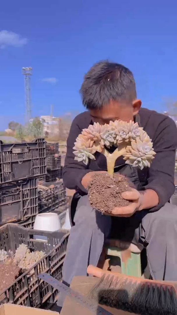 关***事239淡雪缀化一物一拍