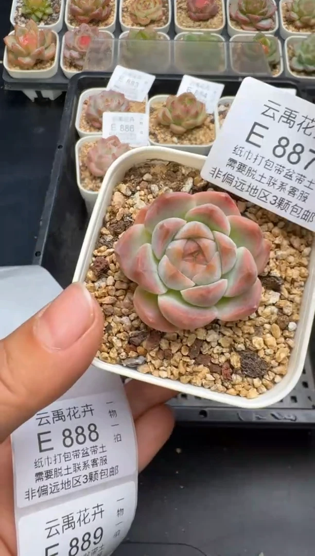 887E云禹多肉植物 带盆土纸巾打包 当天拍3颗包邮