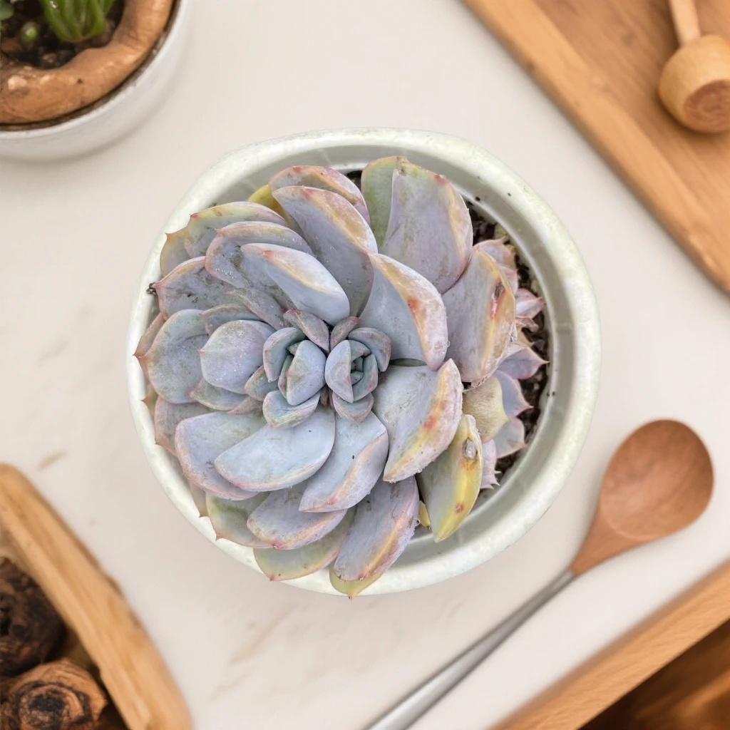 菲欧娜多肉叶片饱满四季好养适合阳台露台栽种的绿植