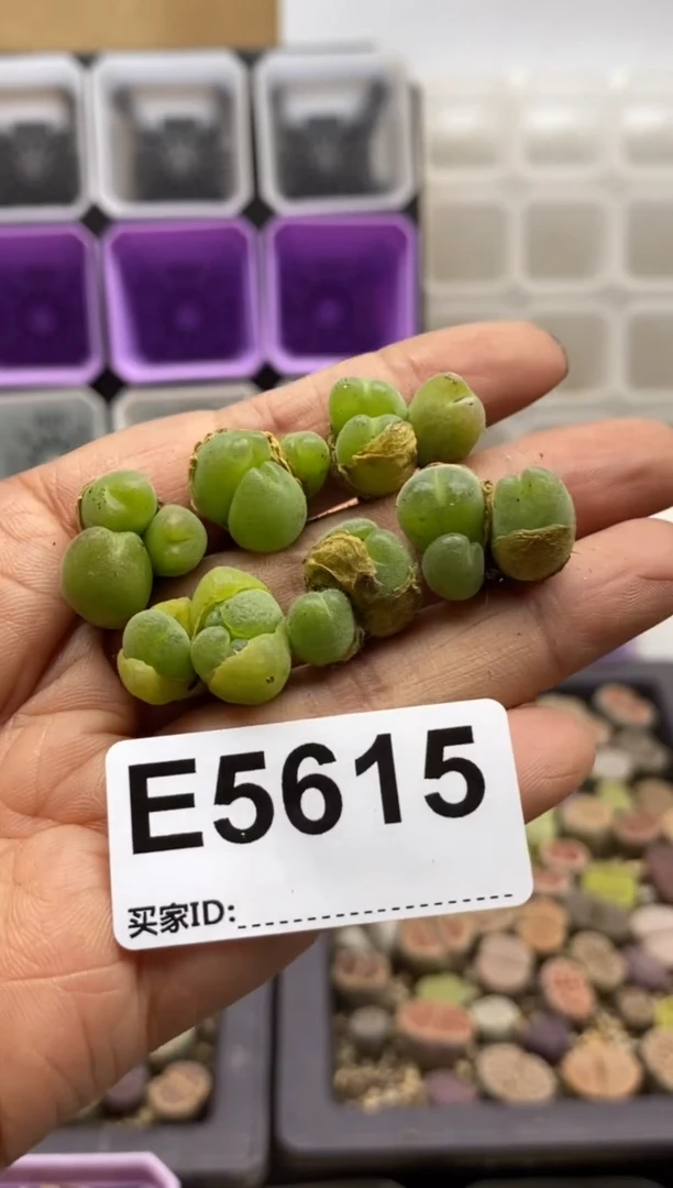 5615直播一物一拍