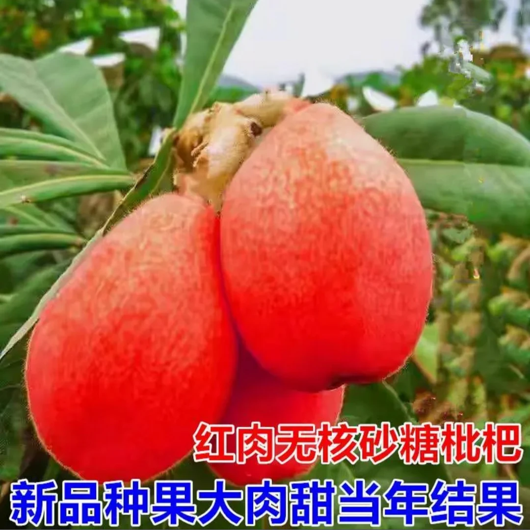 u枇杷树苗果树果苗盆栽嫁接新品种树苗南北方种植