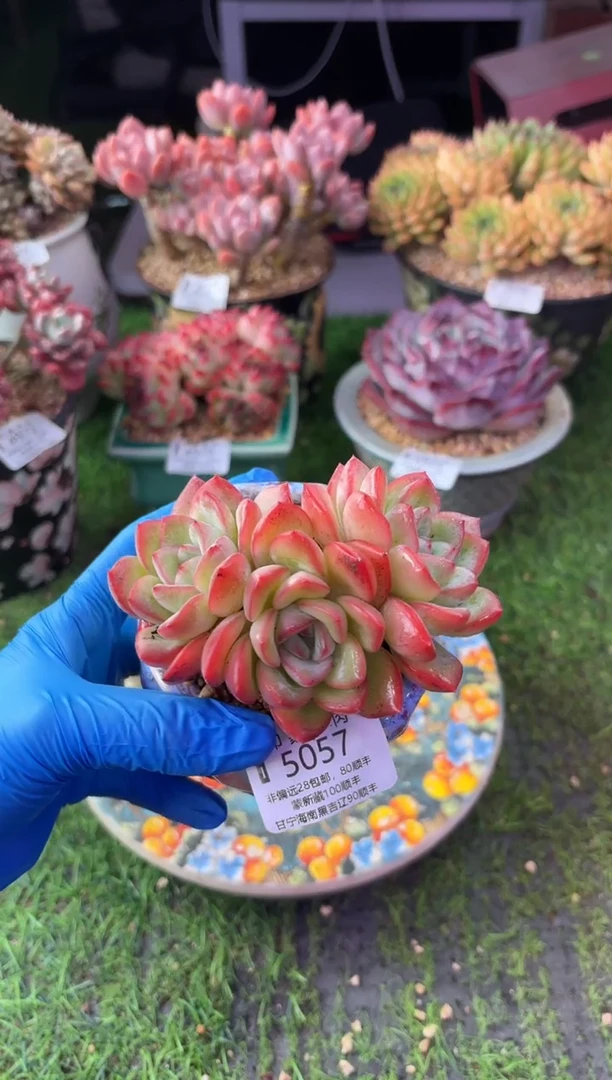 昆明印象多肉5057