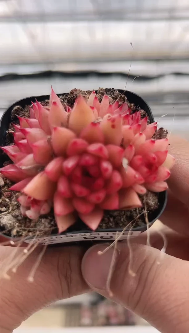 【闪购商品】火凤凰-8