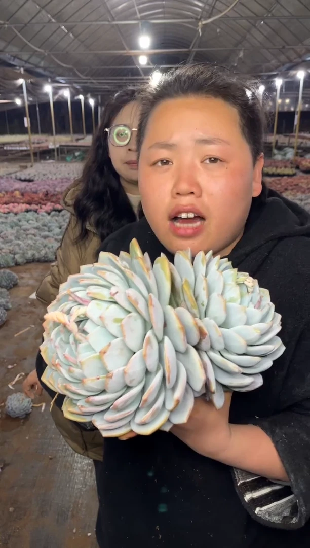 【闪购商品】2-双头起大橙梦露18CM6