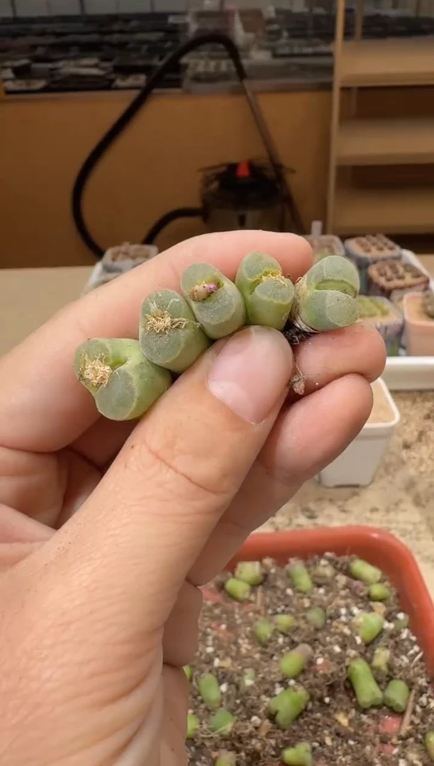 20-238多肉植物肉锥