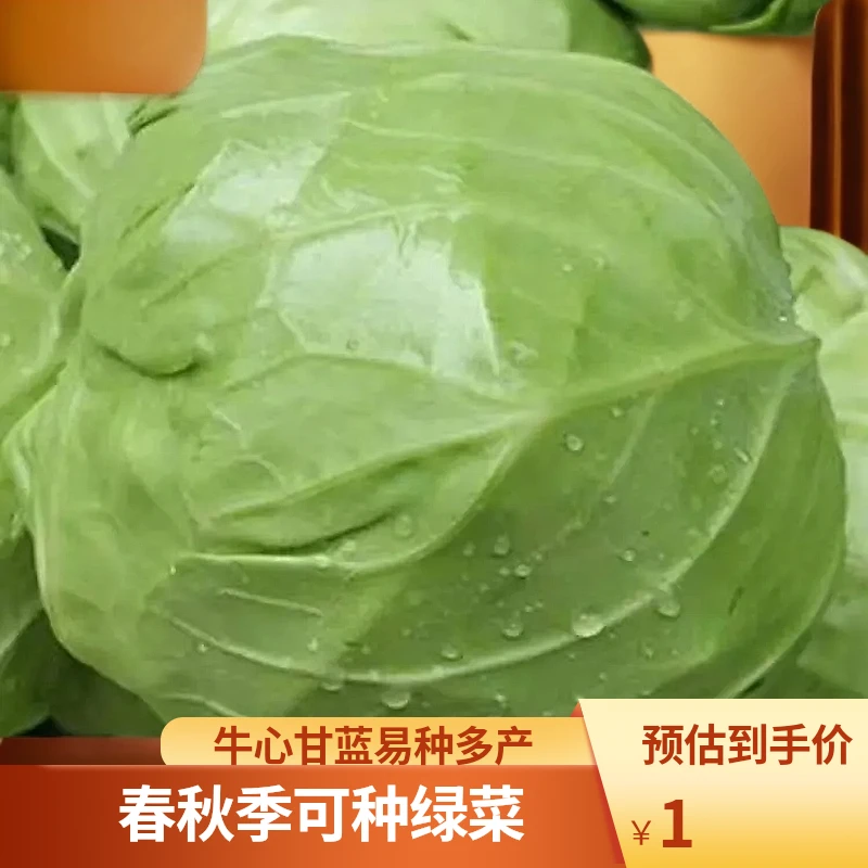 【满5包包邮】甘蓝包菜种籽牛心甘蓝种子春秋包菜四季绿蔬菜种子