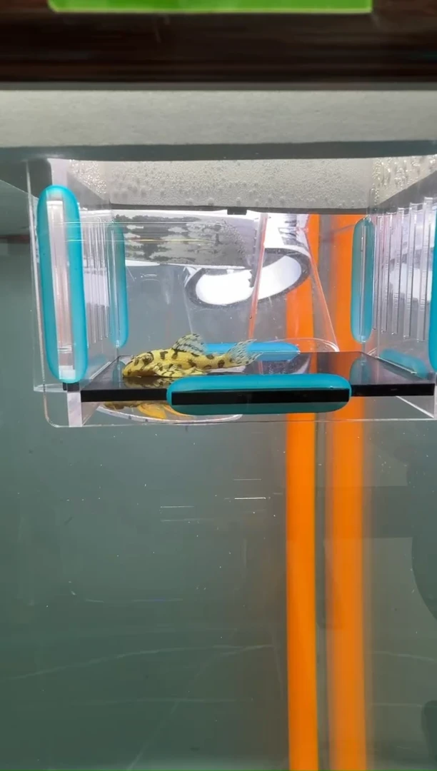 清道夫鱼015号236入缸不包损录制完整开箱视频3.5厘米