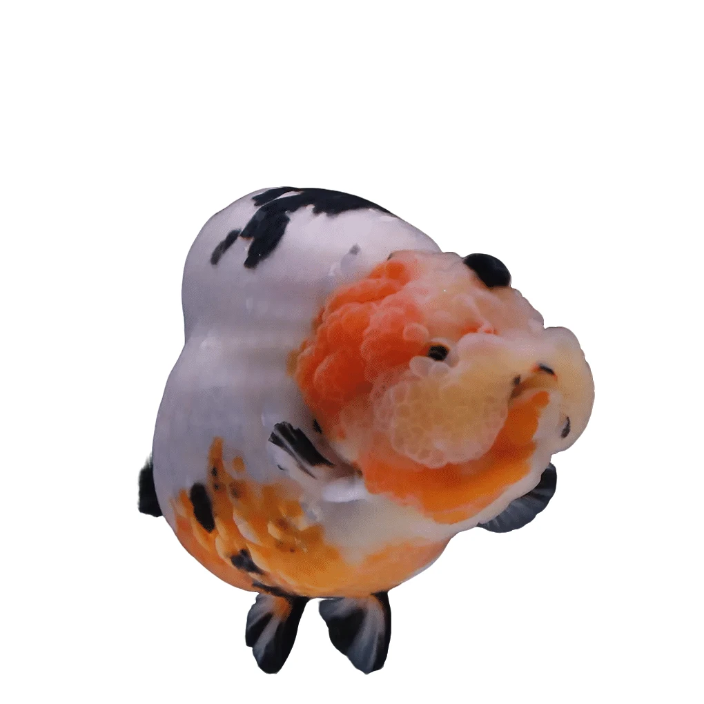 （58号！邮费+包装费必拍！）精品兰寿金鱼包邮淡水鱼好养耐活观赏鱼