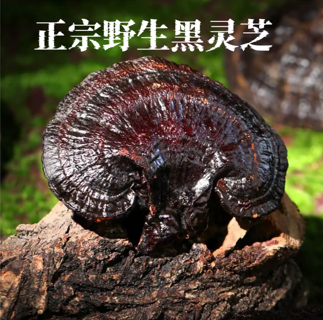 正品灵芝干货煲汤泡茶泡酒土特产